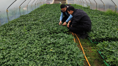 木瓜種植季——蛋白酶源頭守護(hù)品質(zhì)，鑄就酶好未來(lái)